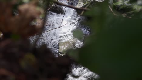 Peaking-through-leaves-down-to-a-river-below