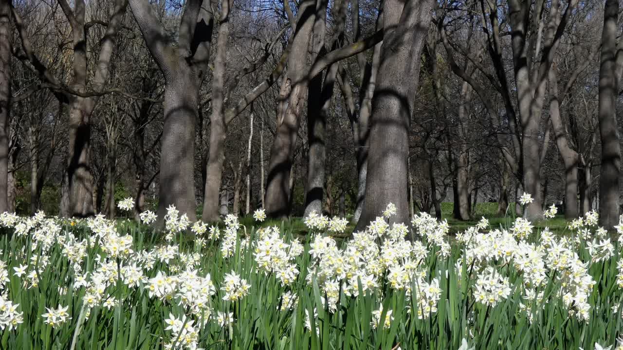 봄의 수선화는 아직 겨울에 벌거벗은 참나무가 전시되기 전에 산들바람에 흔들리고 있습니다 - 해글리 공원, 크라이스트처치