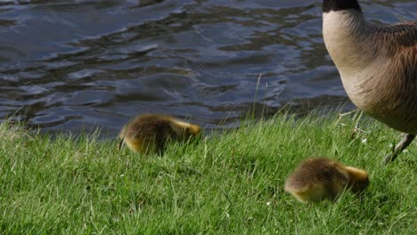 Eine-Nahaufnahme-Einer-Gruppe-Gänseküken,-Die-Gras-Am-Rand-Eines-Fließenden-Teichs-Fressen