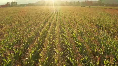 Cinematic-Aerial-View-of-Rows-of-Corn-on-a-Corn-Field-During-Evening-Sunset-4K