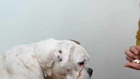 foto de estudio de adorable perro boxeador blanco tomando palomitas de maíz de la boca de los propietarios, cámara lenta