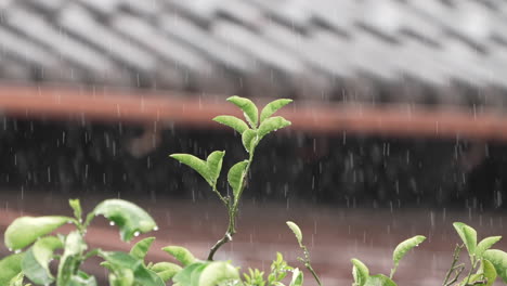 Shot-of-plant-thriving-in-the-rain-with-Japanese-clay-roof-tiles-in-the-background