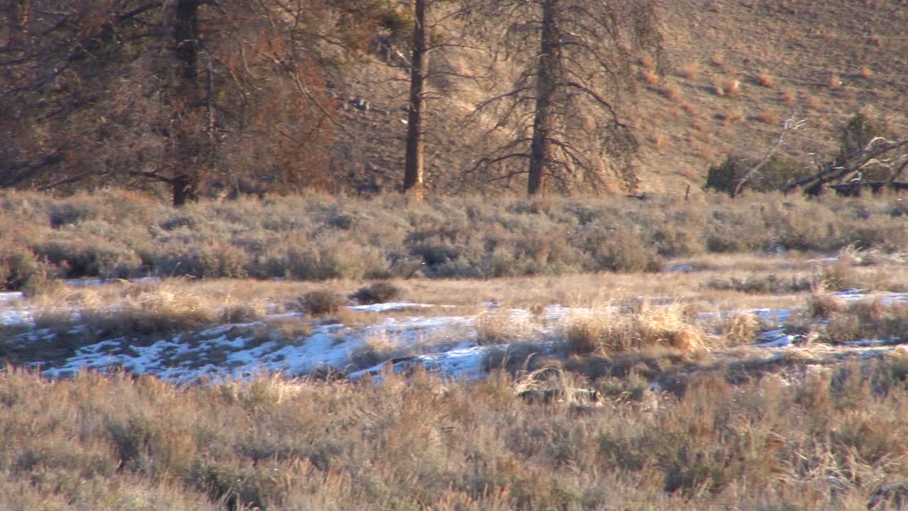 se ven lobos en el parque nacional de yellowstone