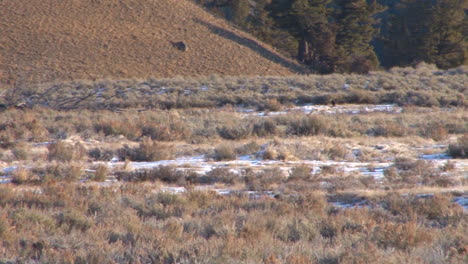 Wölfe-Werden-Im-Yellowstone-Nationalpark-Gesehen