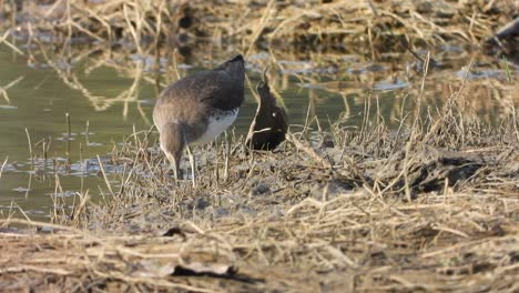 sandpiper - finding - food - pond - water