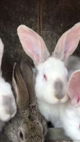 closeup of rabbits in cage showcasing their furry ears whiskers and snouts