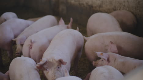 piglets in a farm pen