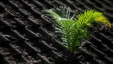 moss and fern on old roof