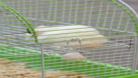 white hamster in a green cage