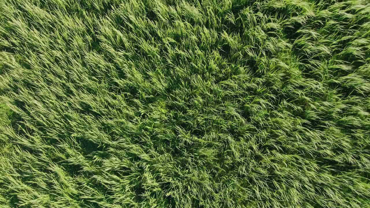 Vista aerea di un campo di erba verde che ondeggia al vento