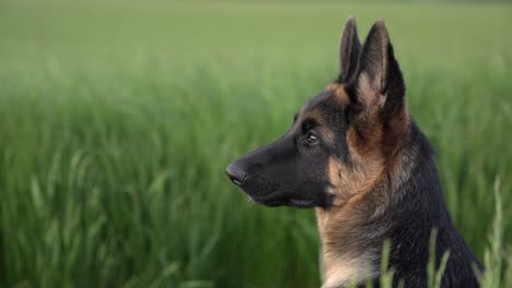 German-shepherd-looking-off-into-the-distance-and-walking-away