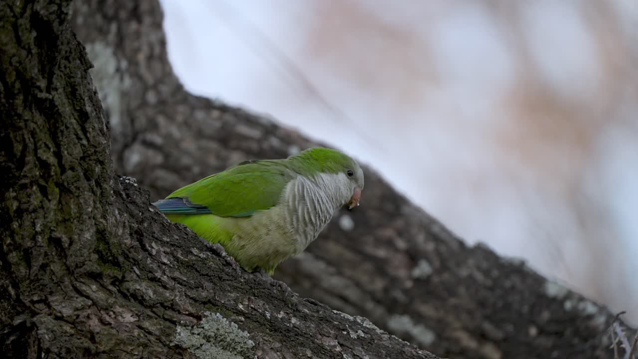 primer plano de perico monje verde encaramado en un árbol y volando lejos