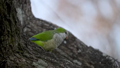 Nahaufnahme-Eines-Grünen-Mönchssittichs,-Der-In-Einem-Baum-Sitzt-Und-Davonfliegt