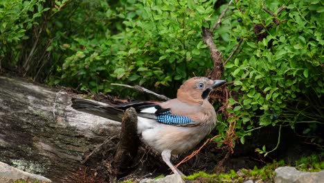 a jay in the forest