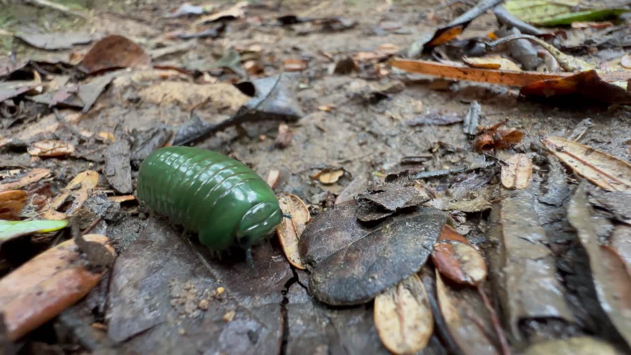 Millepiedi gigante smeraldo-verde del Madagascar (Zoosphaerium neptunus) a terra nel Parco Nazionale di Mantadia.