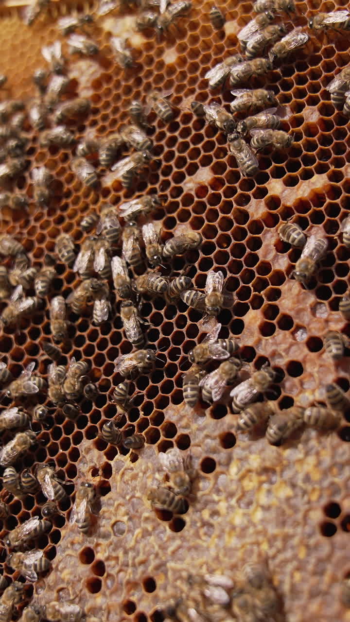 Busy bees harvesting summer honey. Close up view of bees working in the hive. Vertical video