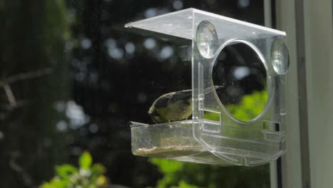 Cámara-Lenta-Blue-Tit-Cayendo-En-El-Comedero-Para-Pájaros-Día-Soleado-Uk-Hertfordshire-Borehamwood