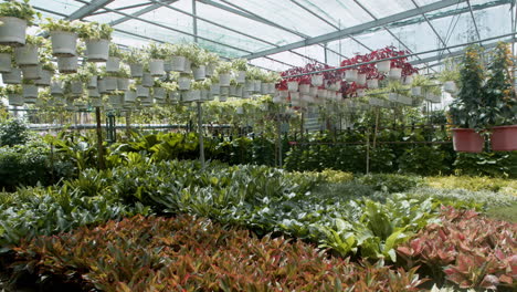 Big-greenhouse-interior