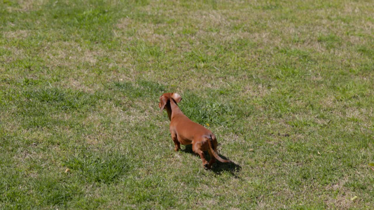 A red Dachshund runs gracefully across a green lawn in dramatic slow motion, capturing every detail of its movement in the sunny backyard