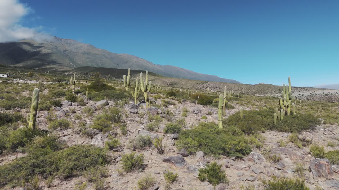 aérea a través del desierto cactus tierra en las montañas de amaicha del valle en argentina