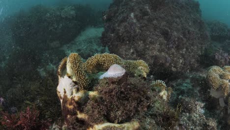 Sea-Snail-Cowry-shell-marine-animal-moving-on-a-soft-coral-reef-deep-under-the-ocean