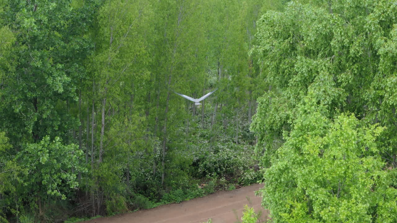 White heron bird flying above muddy river surrounded by lush dense trees following by drone.