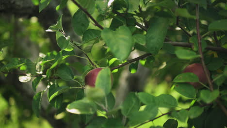 Medium shot of a woman's hand reaching into a bush and pulling an apple right off the branch