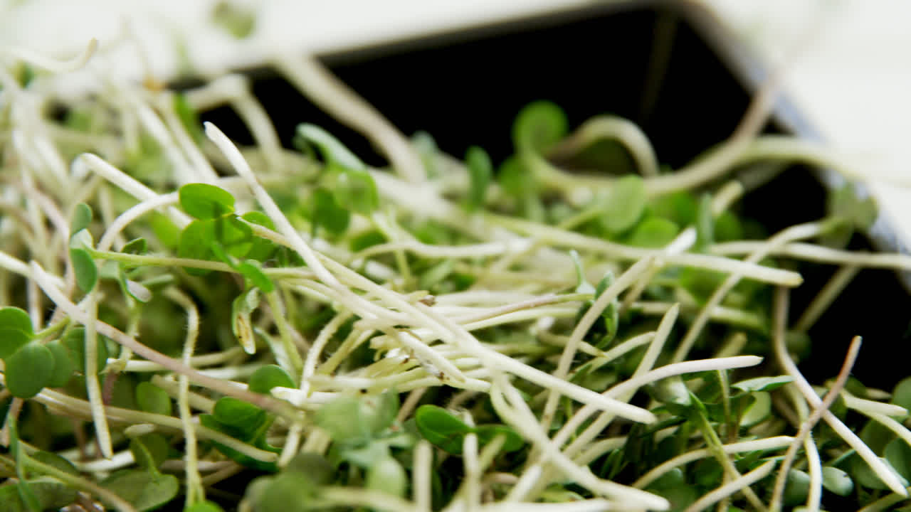 4k 그 ⁇  에 있는 페누그레크 잎