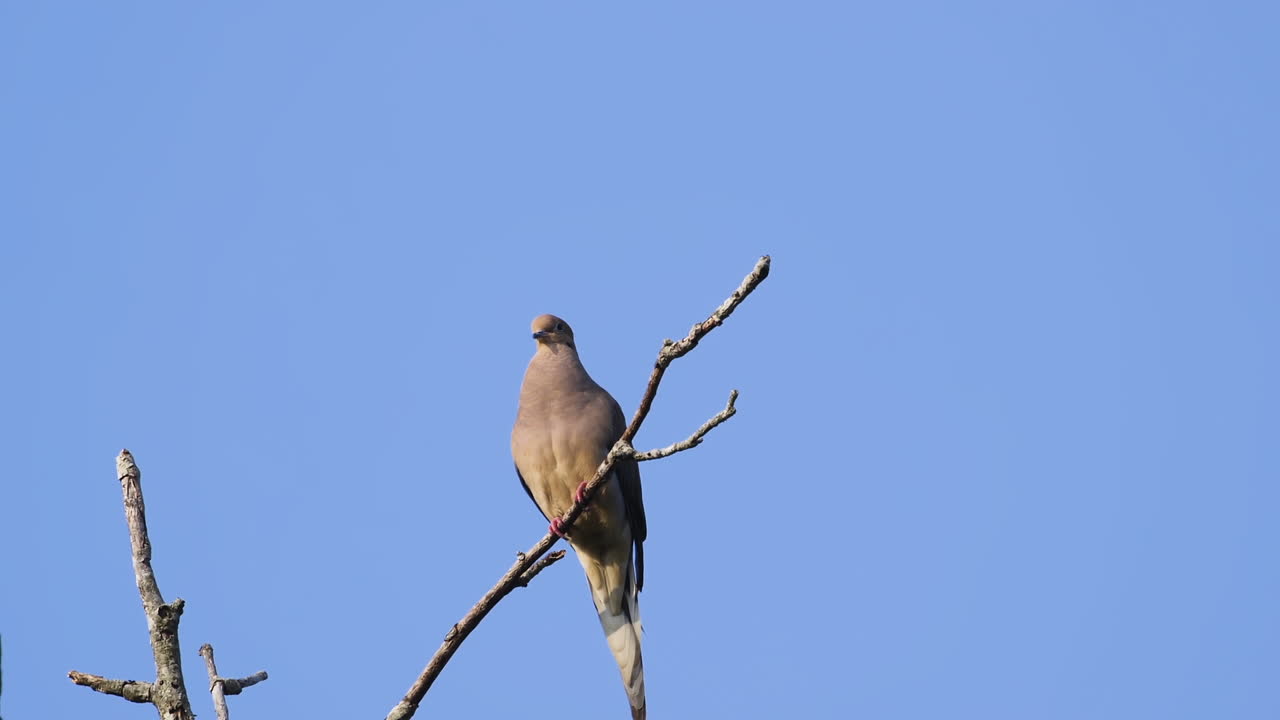 una paloma de luto beige encaramada en la copa de un árbol sin hojas contra un fondo de cielo azul