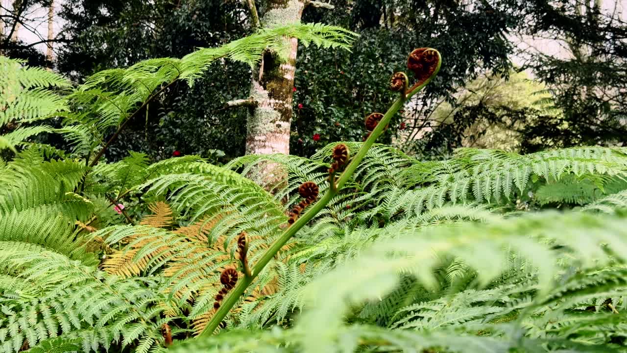 Primo piano di fronde di felci selvatiche e giovani germogli in una foresta lussureggiante sull'Isola di São Miguel, Azzorre, Portogallo