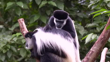 dos monos colobus blancos y negros se están acicalando en una rama de árbol