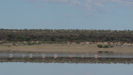 Línea-De-Gacelas-Corriendo-Junto-Al-Lago-Con-Reflejos-Espejados