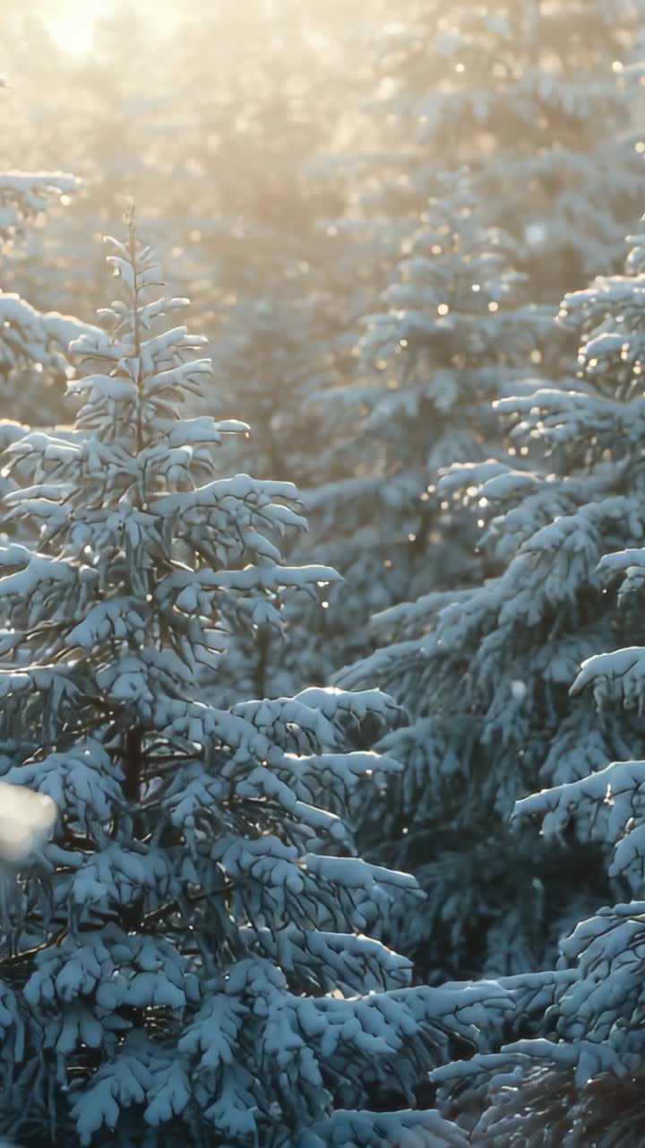 Vertikal video: Opstigende sol bagbelyst gran med glitrende iskrystaller og faldende sne i skoven