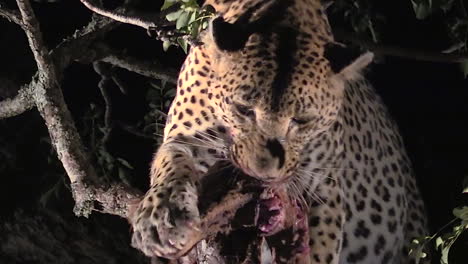 leopardo alimentándose de su presa por la noche