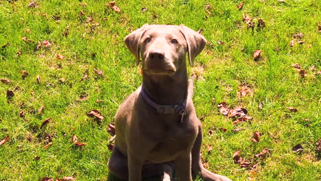 beautiful labrador retriever dog sitting on the grass