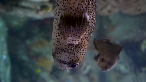 vertical video with blowfish swims in the foreground through the camera, while other fish are swimming in the background in an aquarium full of corals and colors