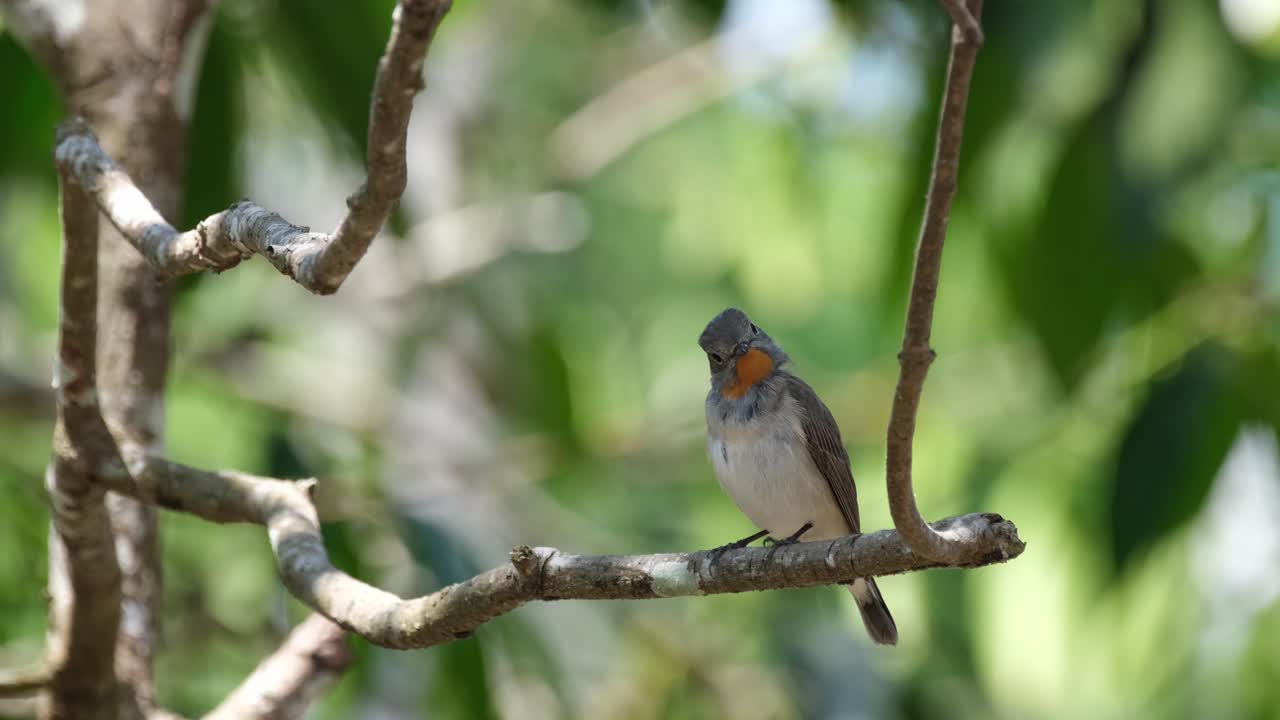 mirando a su alrededor mientras se posaba en una pequeña rama de un árbol