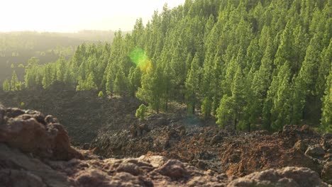 Wonderful-wide-view-of-Teide-National-park,-many-vibrant-green-forest-trees