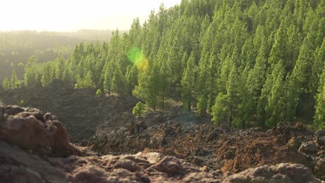 maravillosa vista del parque nacional del teide, muchos árboles verdes y vibrantes del bosque