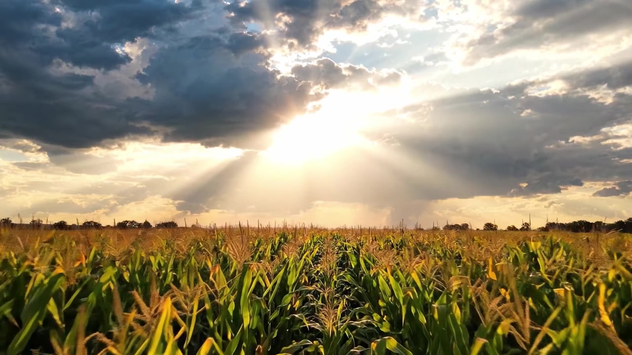 A Stunning Sunset Over Golden Cornfields Illuminated by Vibrant Sunrays, Capturing the Essence of Nature and Agriculture in Full Bloom