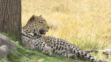 foto fija de un leopardo jadeante tendido junto a su presa hierba dorada en el fondo