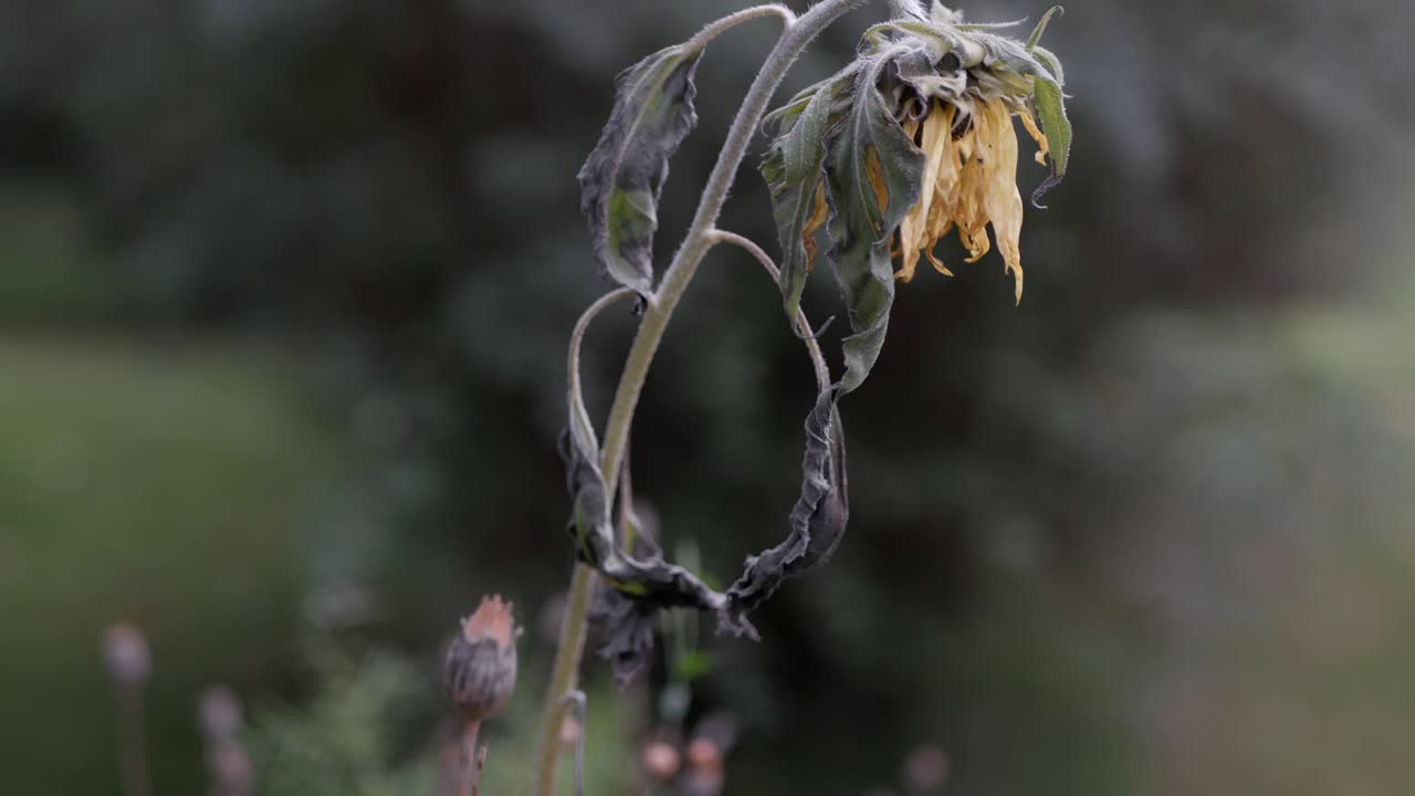 과장되고 시든 꽃, 여름의 끝자락, 트래킹 샷