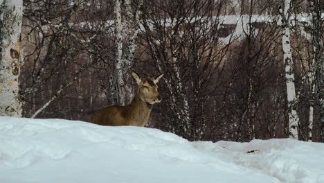 Deer-Behind-Snowy-Hill-Looking-In-The-Distance-In-Winter