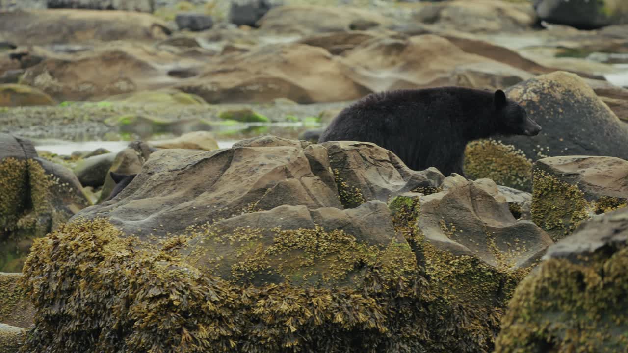Grizzly Black Bears Hunting For Food On River Estuaries Near Port Hardy In Vancouver Island, British Columbia, Canada. Slow Motion Shot