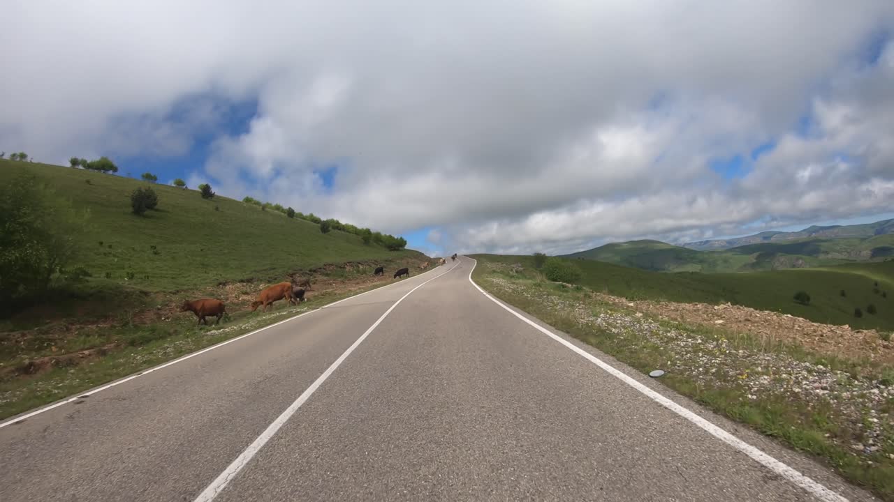 Un'auto in corsa su una strada. Le mucche hanno bloccato il traffico.