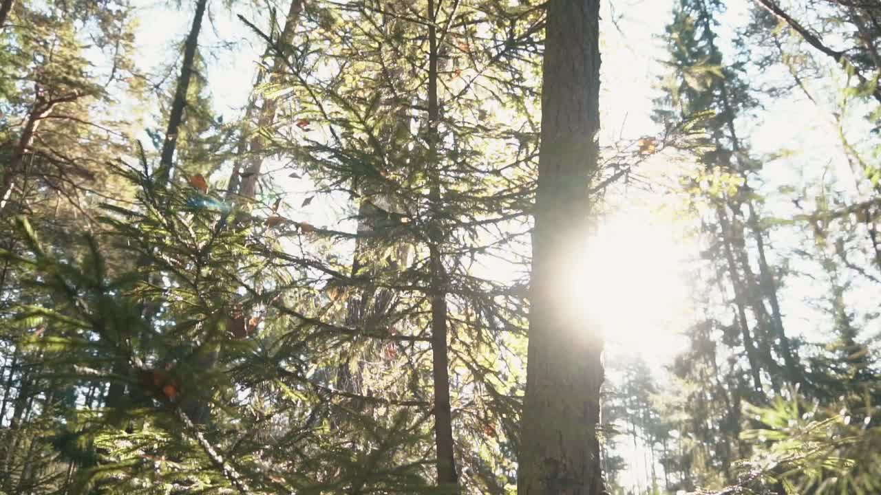 el dosel del bosque iluminado por el sol