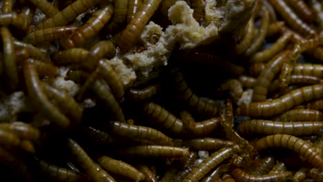 The-Mealworm-is-a-species-of-Darkling-Beetle-used-to-feed-pets-like-fish,-snakes,-birds,-and-frogs