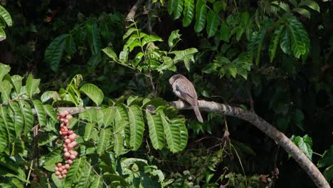 斑點<unk> (spilopelia chinensis) 在泰國的khao yai國家公園,