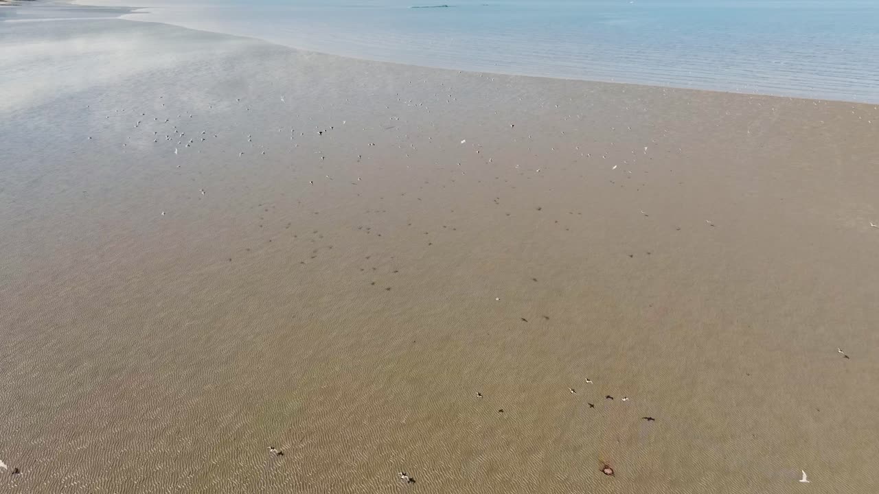 스코틀랜드 해안 의 해수욕장 을 따라 날아다니는 바다 새 들 의 느린 공중 사진