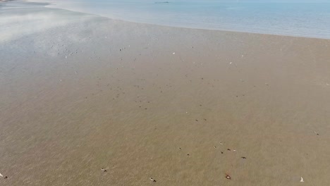 slowmo aerial view of seabirds flying along beach in low tide on the scottish coast